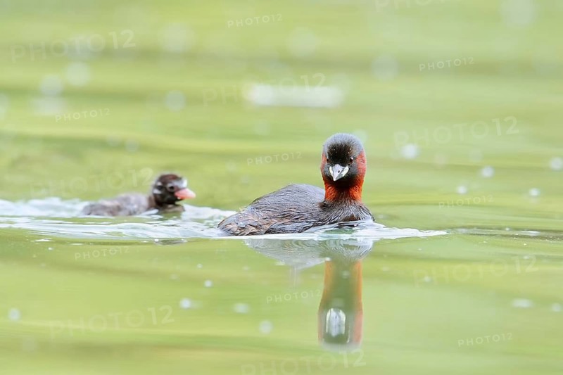 Little grebe (Tachybaptus ruficollis) with chicks, North Rhine-Westphalia, Germany