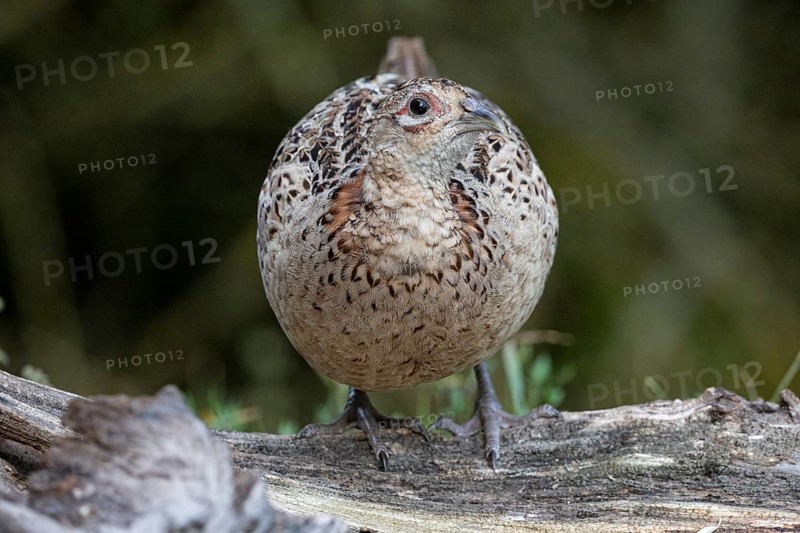 Pheasant (Phasianus colchicus) wbl Hungary