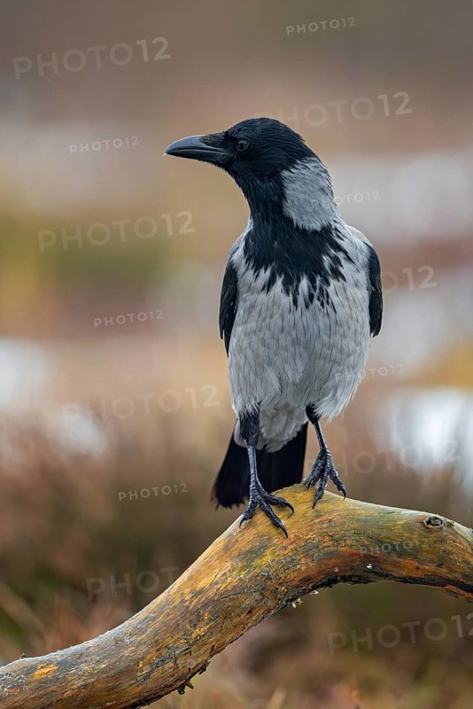 Northern European hooded crow (Corvus cornix cornix, Corvus corone cornix) perched on branch in snow covered moorland in winter, Scandinavia