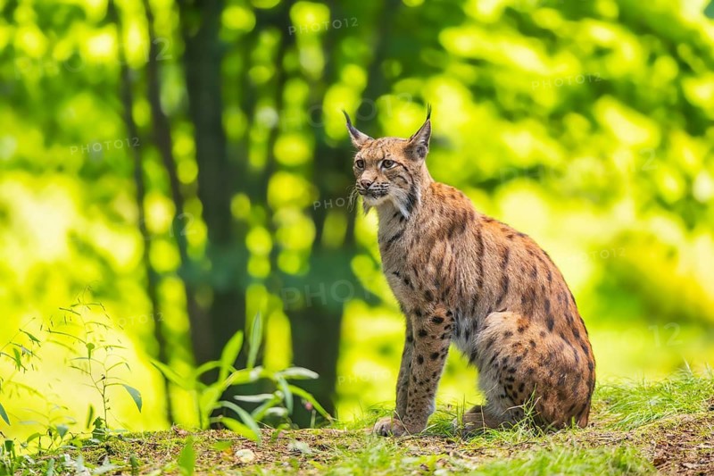 Eurasian lynx (Lynx lynx) sitting in a forest, Bavaria, Germany