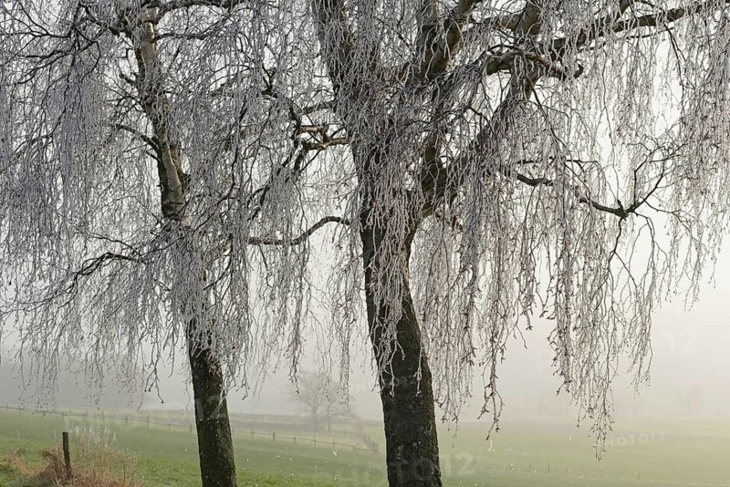Birch trees (Betula), with icicle-covered branches and twigs, North Rhine-Westphalia, Germany