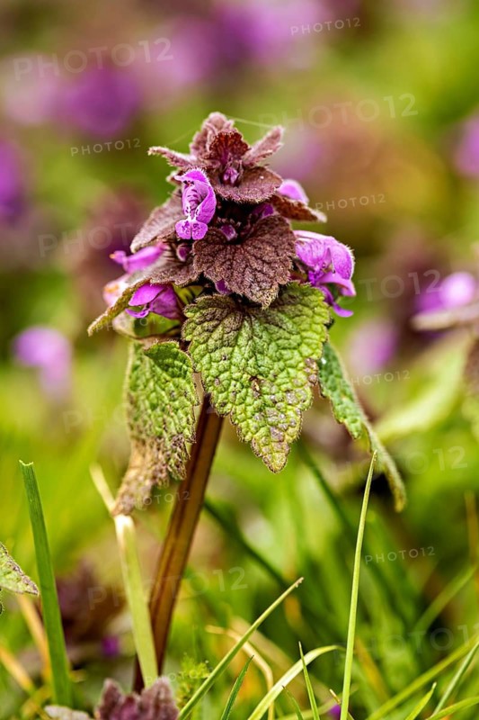 A purple-flowering plant photographed amongst green grass against a blurred background: the red deadnettle (Lamium purpureum) near Herleshausen in Germany