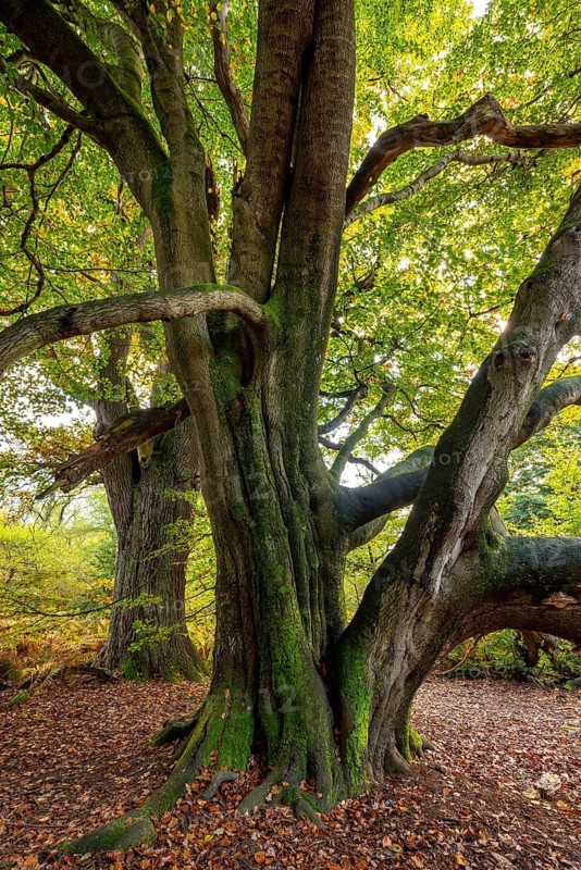 Group of old copper beeches (Fagus sylvatica) in an autumn scene in the Sababurg primeval forest, Reinhardswald nature park Park, Hesse, Germany