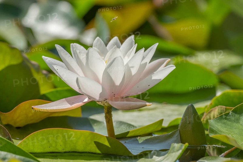 White lotus flowers lie on the surface of the pond. Lily pads surround the flowers. The water is clear and reflects the blossoms. Sasbach am Kaiserstuhl, Germany
