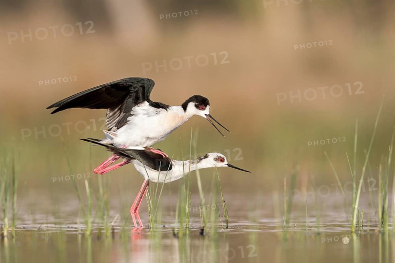 Black-winged Stilt (Himantopus himantopus) pair mating, Romania