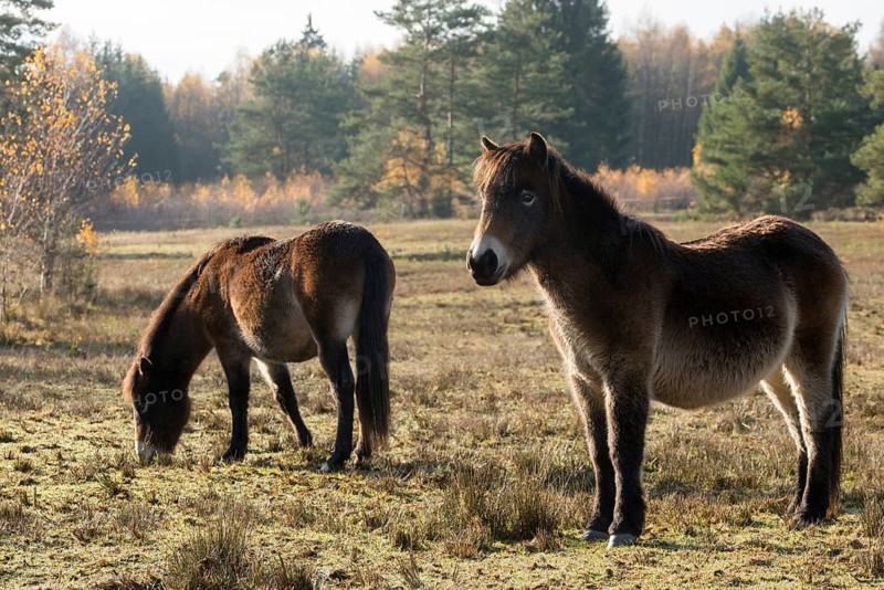 Equus ferus caballus, exmoor pony, Germany, Greiz, horse, odd-toed ungulates, perissodactyla, Pöllwitzer Wald, Thuringia, grazing, domesticated animals, extensive grazing, pet, heather care, horses, house pet, mammals, horses, pony, mammals, unpaired ungulates