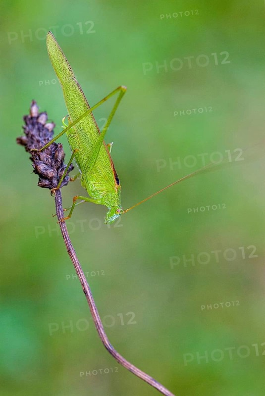 Brandenburg, common sickle scare, Germany, Grasshoppers, Nabu, national natural heritage, natural paradise Grünhaus, Phaneroptera falcata, sickle scare, post-mining landscape, Ensifera, grasshoppers, green house, grasshoppers, high size, portrait format, insects, long-feeler scare, sickle-bearing bush cricket