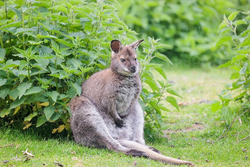 A red-necked wallaby (Macropus rufogriseus) is sitting relaxed in a green meadow with dense vegetation on an overcast day. Eastern Australia, Tasmania, islands of the Bass Strait