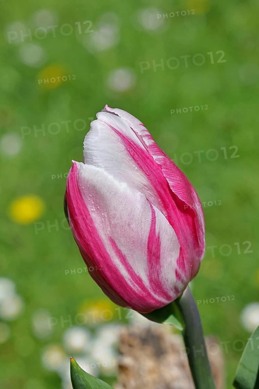 Tulip blossom (Tulipa), pink blossom, in a garden, close-up, inflorescence, early bloomer, spring, Wilnsdorf, North Rhine-Westphalia, Germany
