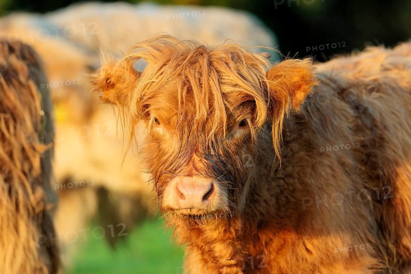 Portrait of a Highland calf (Bos primigenius taurus) in the early morning light. Bavaria, Germany