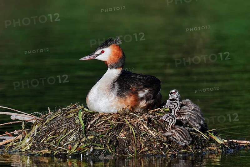 A great crested grebe (Podiceps cristatus) sits on its nest with its chick whilst incubating the eggs, North Rhine-Westphalia, Germany