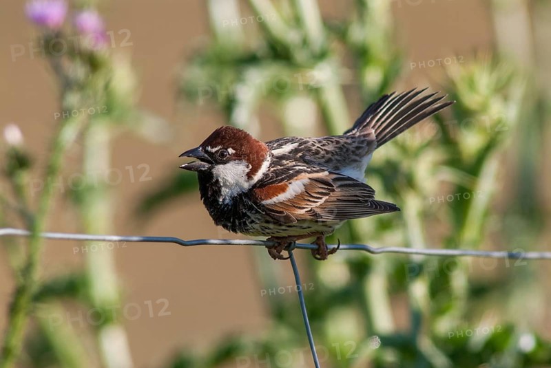 Passer hispaniolensis, Spanish sparrow, willow sparrow, birds, extremadura, plumage, male, passeri, preening, songbirds, Spain, sparrows, birds