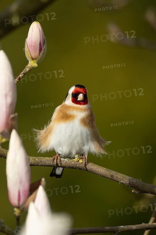 European goldfinch (Carduelis carduelis) adult bird in a magnolia tree in spring, England, United Kingdom