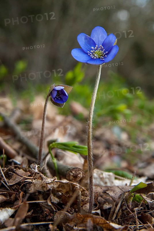 Common hepatica, buttercup, hepatica nobilis, liverwort, ranunculaceae, flora, spring, high size, portrait, liverwort, plants