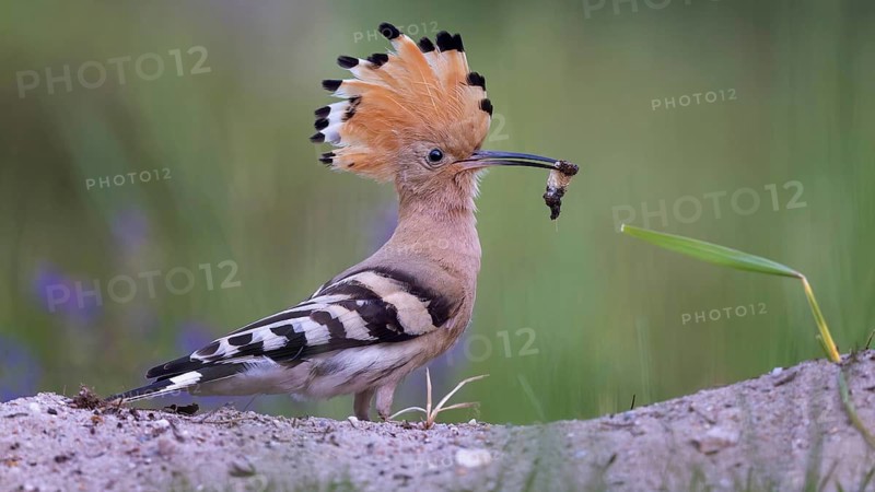 Hoopoe (Upupa epops) – Bird of the Year 2022, male during courtship, calling, nuptial gift, prey, foraging, interaction, landing on a branch, ruffled crest, sunrise, interaction, feeding, climate change, Middle Elbe Biosphere Reserve, Saxony-Anhalt, Germany