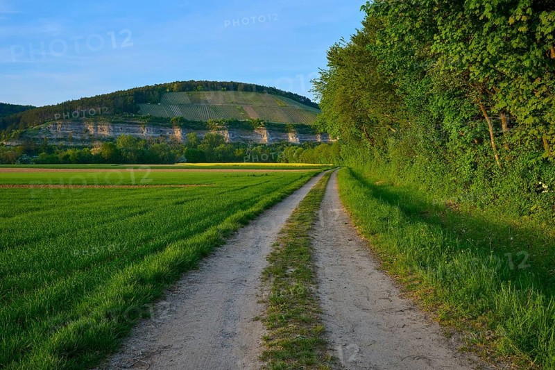 A dirt road along green trees leads to rolling hills in the background, Karlburg, Karlstadt, Main-Spessart, Mainfranken, Lower Franconia, Bavaria, Germany