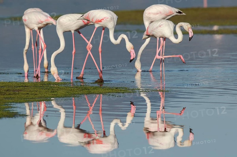 Greater Flamingo (Phoenicopterus roseus) group foraging in shallow water, Greece