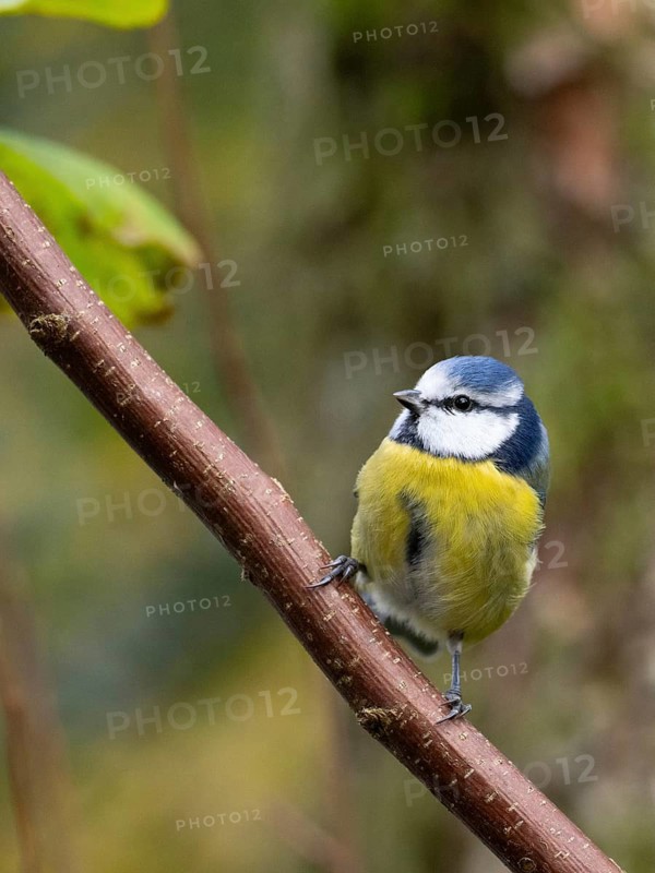 A blue tit sits on a branch, North Rhine-Westphalia, Germany