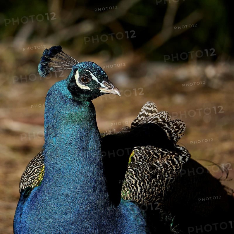 Peacock with colorful feathers, close-up of head and neck, natural background, Plaka forest forest, Kos, Dodecanese, Greek Islands, Greece