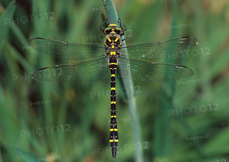 Cordulegaster Boltoni, Golden-ringed Dragonfly, Two-Striped Spring Maiden, Anisoptera, Damselflies, Dragonflies, Insects, Dragonflies, Male, Odonata