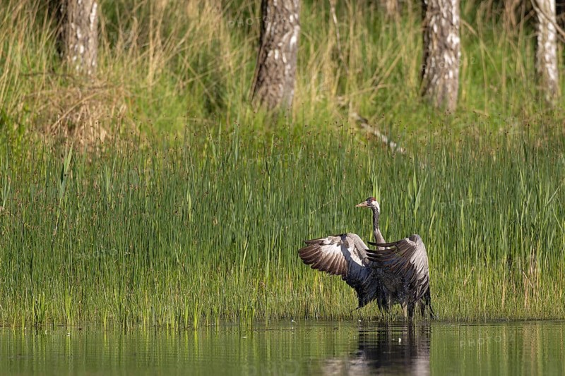 Crane (Grus grus), a crane bathing in a fish pond, Lusatia, Saxony, Germany