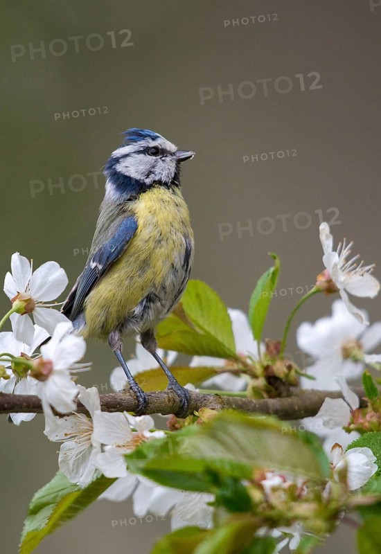 Blue tit, fruit tree blossom, parus caeruleus, birds, spring, garden birds, tits, passeri, songbirds, song birds, jump, tits, birds