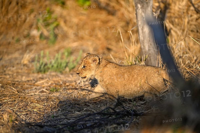 A young lion (Panthera leo) near Atzaró Camp, Okavango Delta, North-West District, Botswana