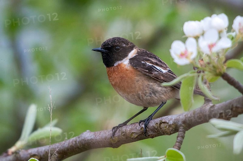 2009, Brandenburg, Germany, Nabu, national natural heritage, natural paradise Grünhaus, saxicola torquata, black throat, stonechat, post-mining landscape, birds, green house, male, passeri, songbirds, birds