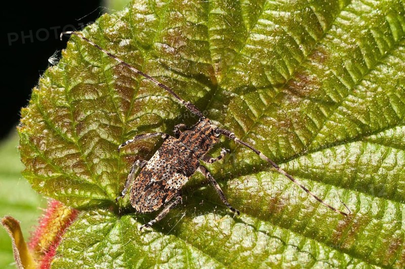 Bind eyeboat, gray-bonded eyespot, mesosa nebulosa, white-clouded longhorn beetle, beetle, longhorn beetle, coleoptera, insects, beetles