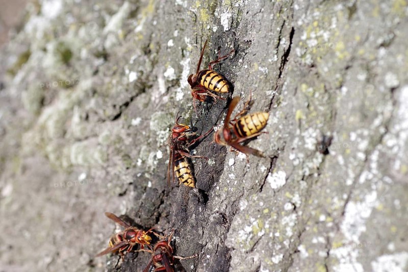 European hornet (Vespa crabro), tree trunk, food source, several hornets drinking the nutrient-rich sap of a damaged oak tree