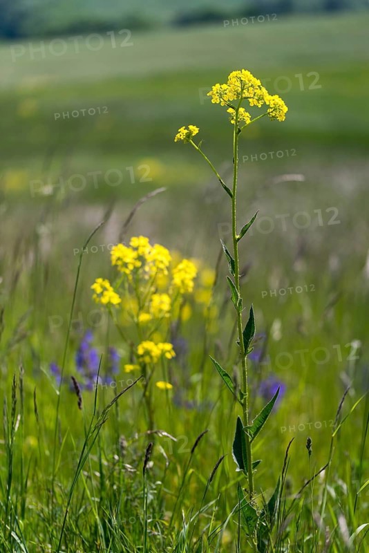 Brassicaceae, bunias orientalis, alien plant, smooth grouper, cruciferous vegetable, neobiota, neophyte, oriental grouper, problem plants, turkish rocket, turkish wartycabbage, turkish arugula, spike, spike, flora, high size, hill mustard, portrait format, invasive species, plants, warty cabbage