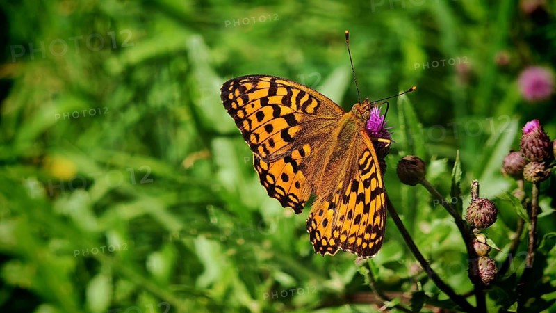 Butterfly, large pearl-spotted fritillary (Argynnis aglaja), close-up with vividly patterned wings in a meadow flower in a green setting, bokeh background, Rennsteig, Frankenwald nature park Park, Upper Franconia
