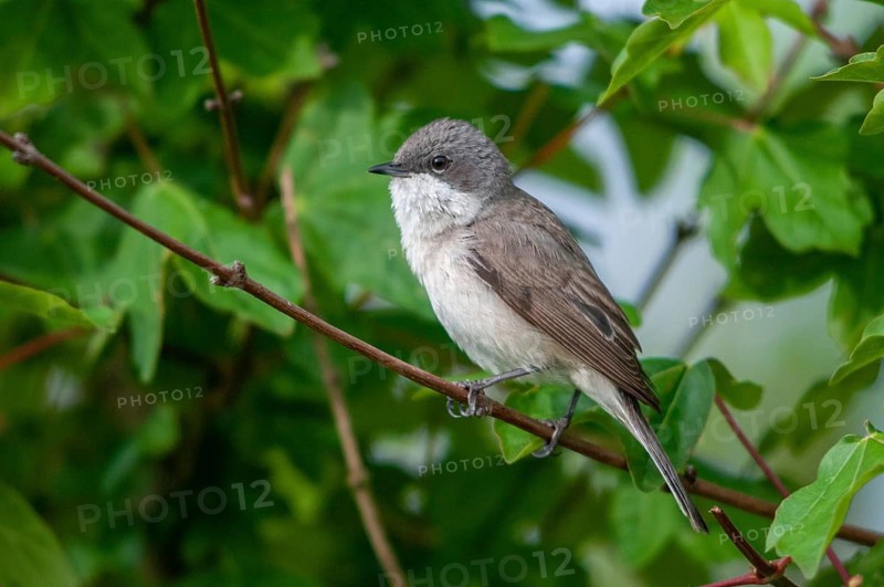 Brandenburg, Germany, rattlegrass warbler, lesser whitethroat, Nabu, national natural heritage, natural paradise Grünhaus, Sylvia Curruca, post-mining landscape, birds, greenhouse, male, passeri, songbirds, birds, seeding warbler