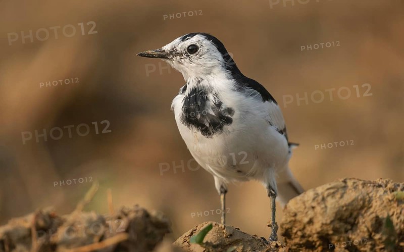 A white wagtail (Motacilla alba) stands on the ground against a blurred background, Sreepur, Gazipur, Bangladesh