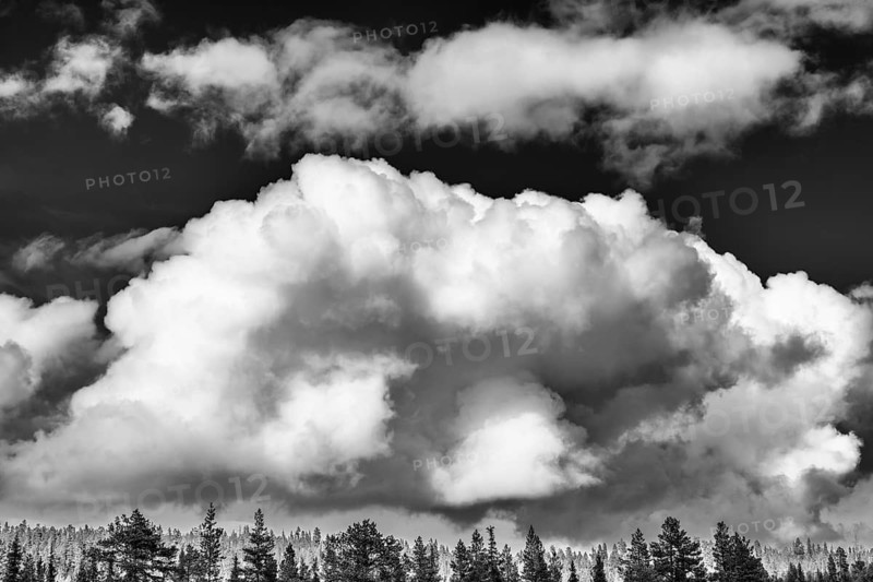 Cumulus clouds over forest area, Lapland, Sweden, May 2024