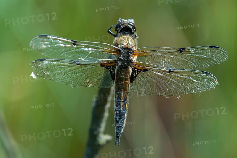 Four-spotted chaser, dragonflies, insects, dragonflies, insects, dragonflies, insects, dragonflies, insects, dragonflies, odonata