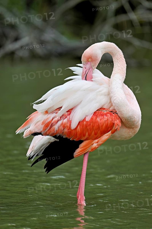 Pink flamingo (Phoenicopterus roseus), standing in the water preening its plumage, Camargue Regional Nature Park, southern France