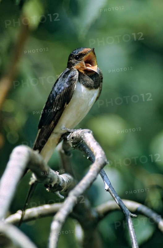 Hirundo rustica, house martin, swallow, birds, song, high size, portrait, male, passeri, swallows, singing, songbirds, songbirds, birds