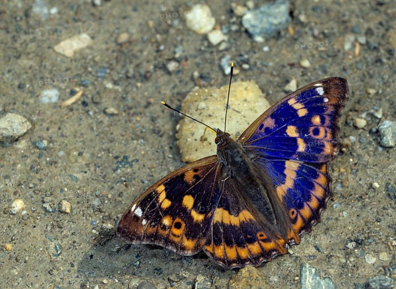Apatura ilia, small iridescent butterfly, lesser purple emperor, butterfly, insects, leo, butterfly, butterflies