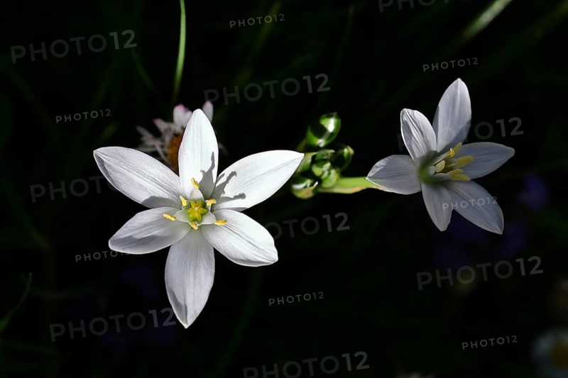 Star of Bethlehem (Ornithogalum umbellatum), umbel milk star, grass lily in bloom, at the first rays of the sun with black background, Wilnsdorf, North Rhine-Westphalia, Germany