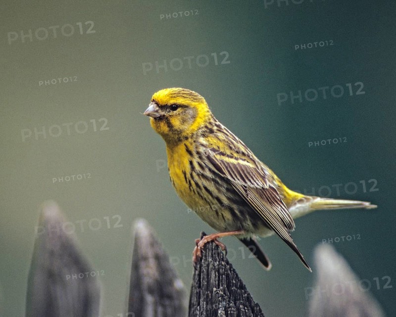 European Serin, serine, serinus serinus, birds, garden, garden fence, song, male, passeri, singing, songbirds, songbirds, birds