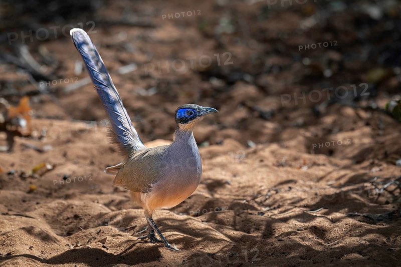 An Olive-capped Silky Cuckoo green Cap Coa (Coa olivaceiceps) in the thorn forests of Mangily Ifaty in south-west Madagascar