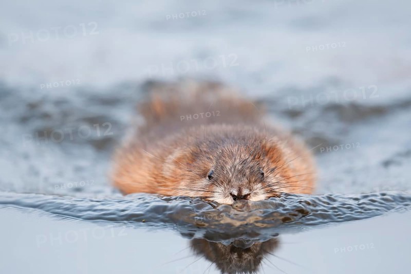 Muskrat (Ondatra zibethicus), swimming, North Rhine-Westphalia, Germany, Neozoon in Europe