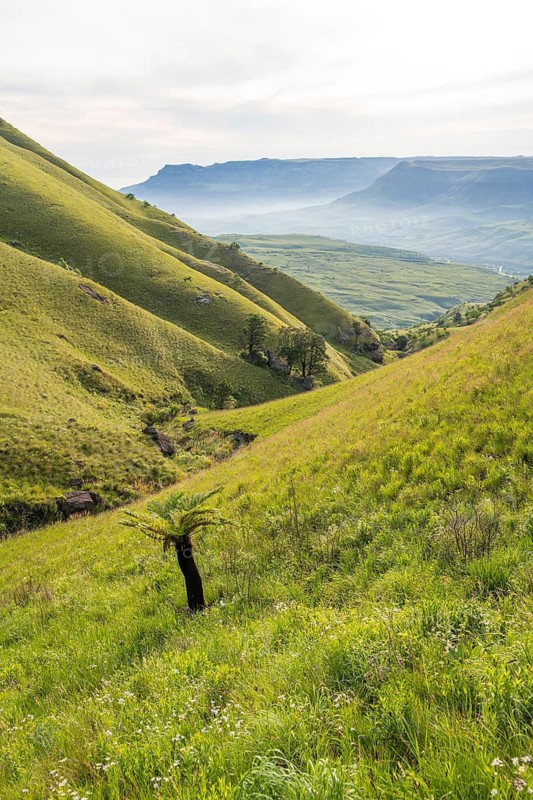 Green fields and mountains, cathedral range mountainous landscape, Drakensberg Mountains, KwaZulu-Natal, South Africa