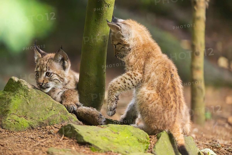 Eurasian lynx (Lynx lynx) youngsters (cubs) playing with each other in a forest, Bavaria, Germany