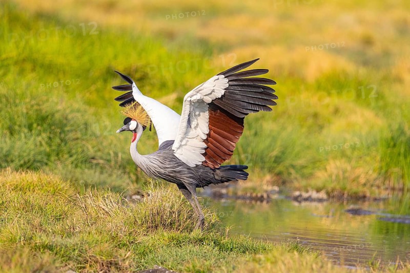 Crowned Crane (Balearica regulorum) courtship behavier South Luangwa NP Zambia August