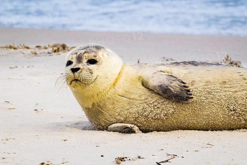 Seal on the beach of Heligoland, dune, Schleswig-Holstein, (Phoca vitulina), Heligoland, Schleswig-Holstein, Federal Republic of Germany