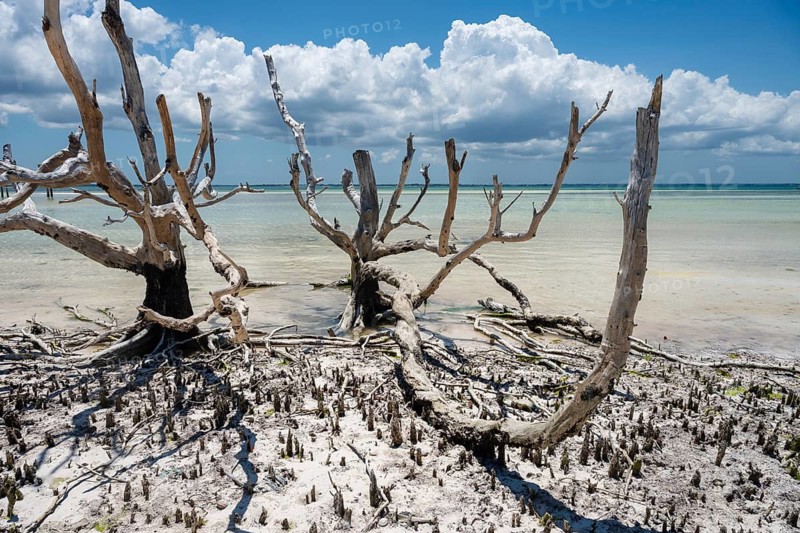 Skeletal remains of dead mangrove trees stand on a sun-bleached beach under a cloudy sky, illustrating the effects of climate change and erosion in Zanzibar