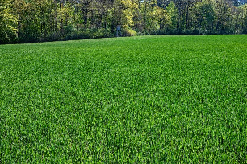A field of young winter wheat (Triticum aestivum), Franconia, Bavaria, Germany