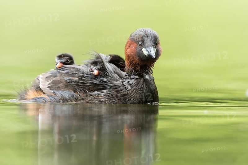 Little Grebe (Tachybaptus ruficollis) with chicks, Hesse, Germany